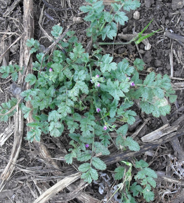 Erodium sp.